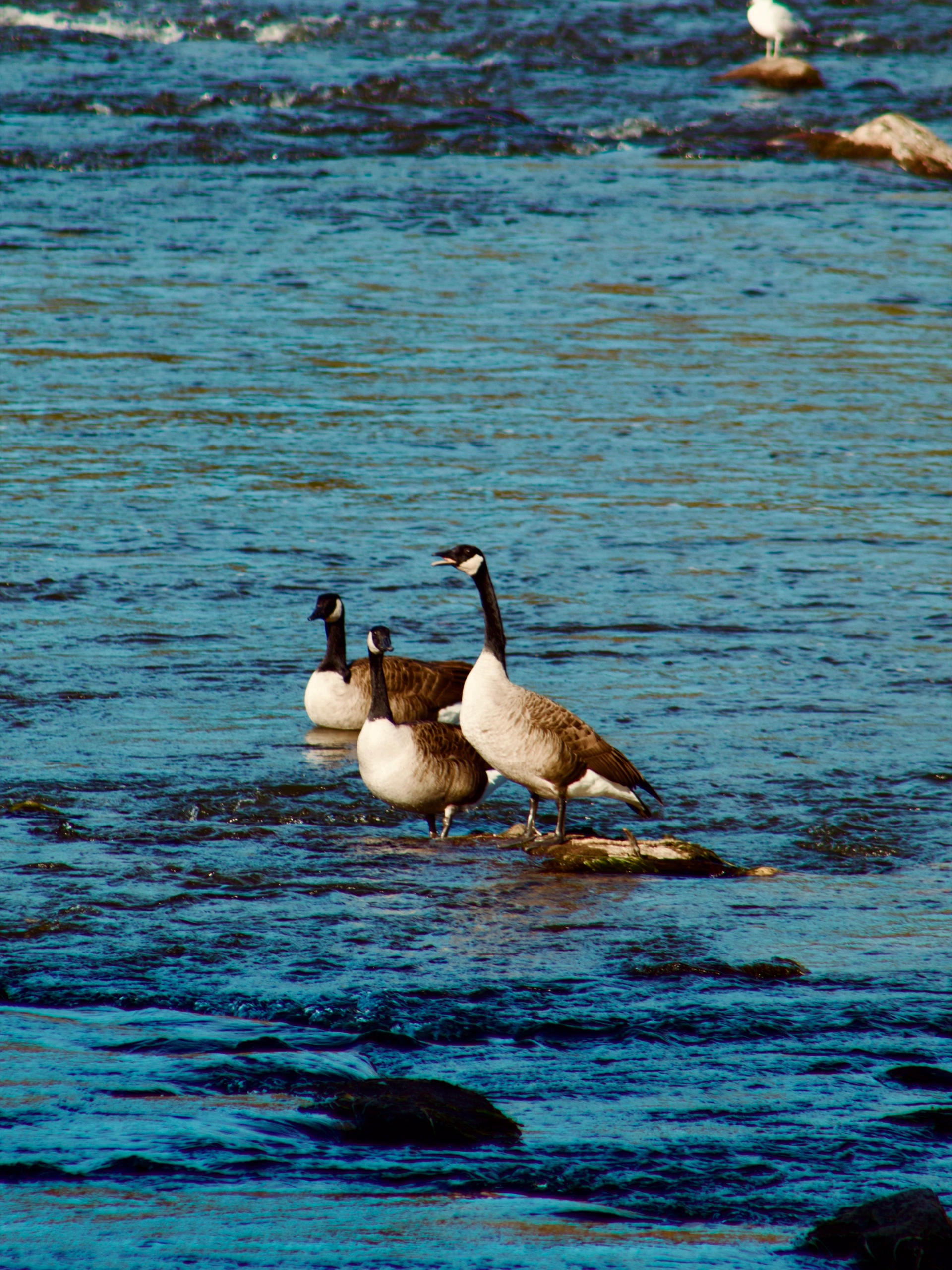 Geese! Take a Swim — Jordan Paul
